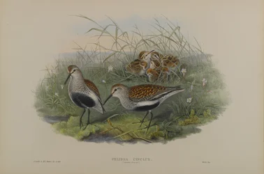 Pelinda Cinclus, nyári szilva - Dunlin